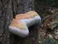 Bükkfa-tapló (Fomes fomentarius), Budai-hegység